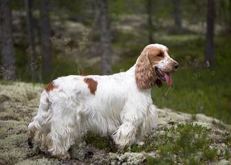Summer. Wildlife. An English Cocker spaniel stands on a hill covered with moss and looks ahead. The...