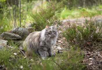 Naklejka na ściany i meble Wildlife. Summer. The Siberian cat sits on the ground among the heather bushes and looks carefully ahead. The background is blurred.