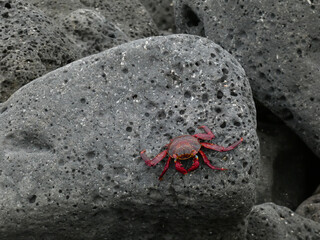 Sally Lightfoot crab (Grapsus grapsus) - red rock crab resting on lava rock, Playa de los Perros, Santa Cruz island, Galapagos