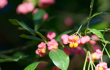 Pink fruit on european or common spindle tree, shallow depth of field