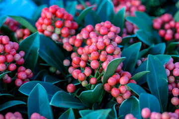 Skimmia japonica, also known as the Japanese skimmia, with red fruits. This plant is native to...
