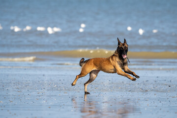 Dog running in the water and enjoying the sun at the beach. Dog having fun at sea in summer.	
