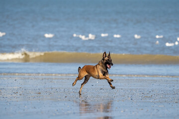 Dog running in the water and enjoying the sun at the beach. Dog having fun at sea in summer.	
