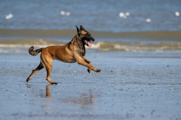 Dog running in the water and enjoying the sun at the beach. Dog having fun at sea in summer.	
