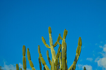 cactos © Jeff Knorst