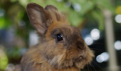 Portrait of brown lionhead dwarf rabbit