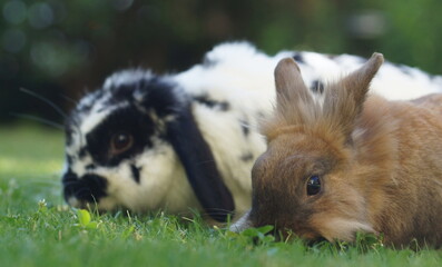 two happy dwarf rabbits on meadow eating grass