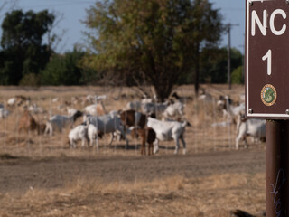 Obraz premium Goats helping with fire prevention American River Parkway Sacramento Ca