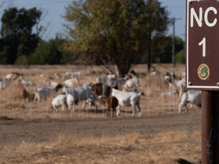 Goats helping with fire prevention American River Parkway Sacramento Ca