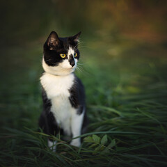 A beautiful black and white cat sits on the green grass.