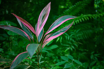 cordyline plant with red and green leaves in the jungle of Costa Rica