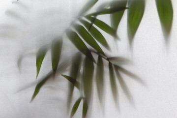 fog effect of blurred palm leaves silhouettes behind frosted glass with backlight  