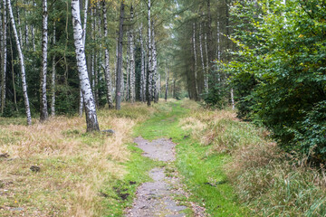 Fototapeta premium hiking in an amazing czech forest nature