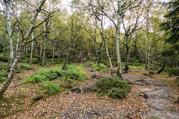 hiking in an amazing czech forest nature