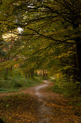 Autumn forest. Forest path between trees with yellow leaves. Sun rays break through branches of trees.