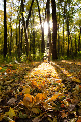 Sun rays break through branches of trees. Autumn forest. Fallen leaves lie among trees.