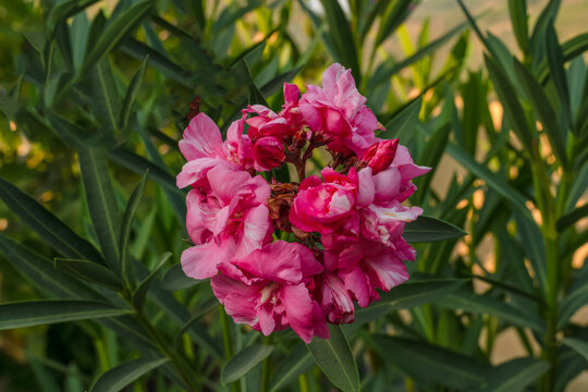 Nerium oleander, commonly known as oleander or nerium, is a fast growing shrub or small tree as subfamily Apocynoideae of the dogbane family Apocynaceae and is cultivated worldwide.