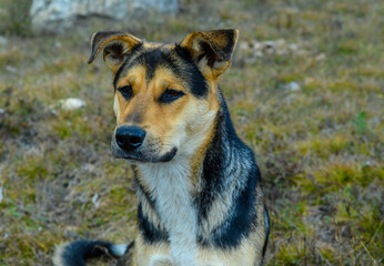 A homeless dog sits on the yellowed autumn grass. She looks a little to the side