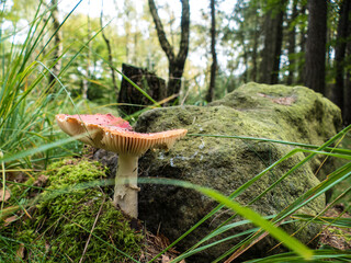 hiking in an amazing czech forest nature