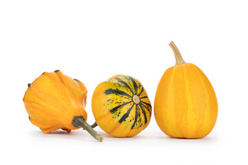 Verschiedene Kürbisse auf weißem Hintergrund als Dekoration zu Halloween