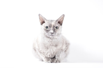 portrait of a silver cat of the Sphynx Brush breed on a white background