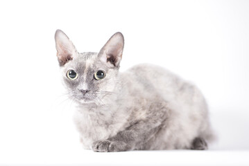 portrait of a silver cat of the Sphynx Brush breed on a white background