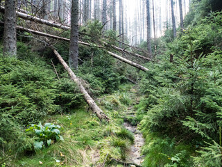 hiking in an amazing czech forest nature