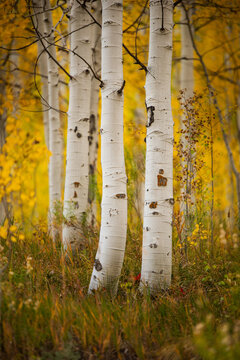 Aspen trees- Colorado fall