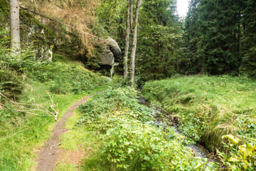 Fototapeta na wymiar hiking in an amazing czech forest nature