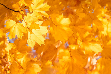Naklejka na ściany i meble Autumn maple leaf and sun rays