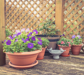 Flowering Potted Plants on the Deck in Springtime with a Rose Bush, Petunias and Dianthus and a Bird Bath