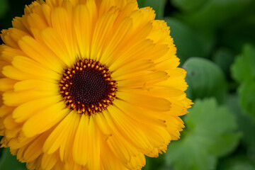 Yellow Calendula Flower in the Garden with Selective Focus