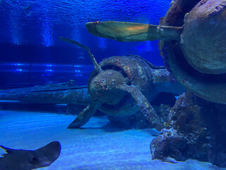 Japanese Hellcat Wreck, Solomon Islands