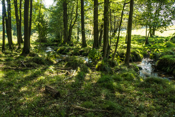 hiking in an amazing czech forest nature