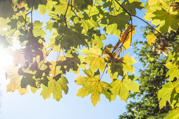 Maple leaves in the sun in early autumn. Backdrop.
