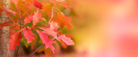 Naklejka na ściany i meble Red autumn leaves nature bokeh background Autumn forest nature Soft focus