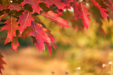 Autumn nature background with red leaves on branches close-up