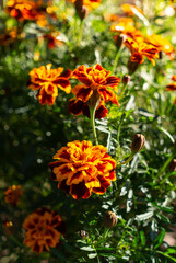 Yellow blooming summer marigold flowers	