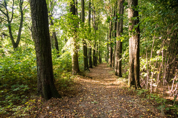 hiking in an amazing czech forest nature