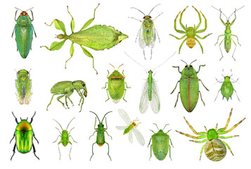 Insects green collection. Isolated on a white background. Macro © Alexey Protasov