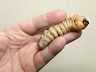 Longhorn beetle larva on a human hand. Concept of environmental protection