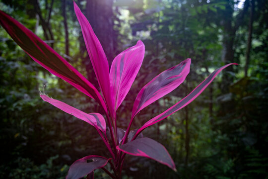 cordyline plant with red and green leaves in the jungle of Costa Rica