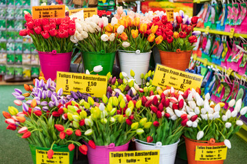 Tulpen aus Amsterdam Hauptstadt von Holland (Niederlande), Impressionen.