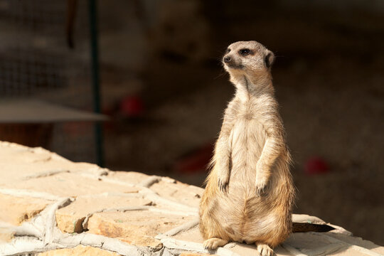 A cute gopher is on guard of his home. Selective focus. Copy space. © ROMAN DZIUBALO