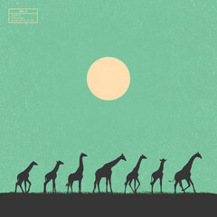 Giraffes in savannah. Endangered animal family. Isolated silhouette