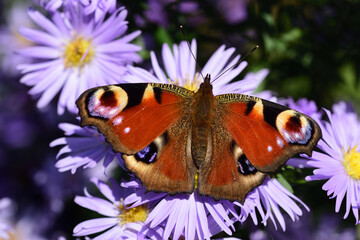 Close up of a colorful butterfly, a peacock butterfly, sitting on a purple flower against a green background