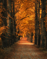 Colourful autumn landscape with road trough the countryside