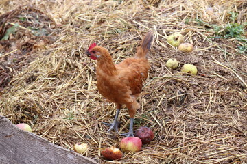 Huhn auf dem Misthaufen. 