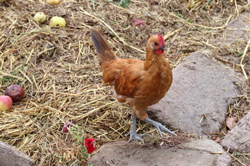 Huhn auf dem Misthaufen. 