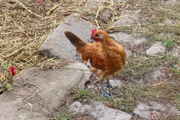 Huhn auf dem Misthaufen. 